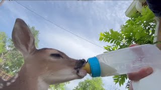 Bottle Feeding a Baby Deer