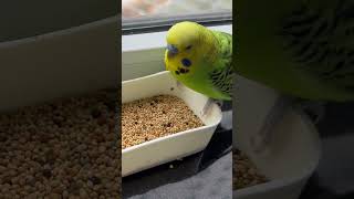 The unstoppable Sam’s eating #budgielove #parrot video #parrot #parrots #parrotlovers #pets