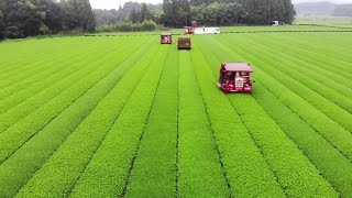 The Life Cycle of Tea | Modern Agricultural Cultivation and Harvest of Green Tea Processing