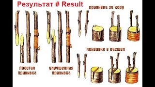 Результат прививки: Груша на Яблоню/Слива на Тёрн#The result of the first vaccination: Pear on Apple