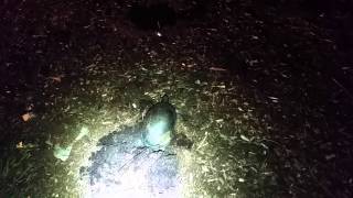 Blanding's Turtle #2033 digging her nest on June 30th