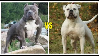 Bully americano vs bulldog americano¿cual es mas poderoso?