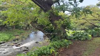 Lili’uokalani Botanical Garden