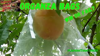 How Did the Organza Bags Do in the Garden? PLUS A Visitor on the Homestead! #gardentourclub