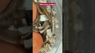 Meal worm breeding