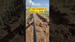 Rain pipe irrigation system | price | in Telugu | onion crop 🧅