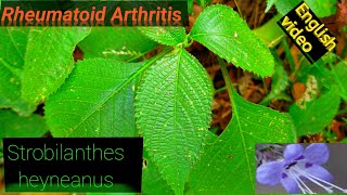 Strobilanthes Heyneanus,Sahachara,കരിങ്കുറിഞ്ഞി, Karvi