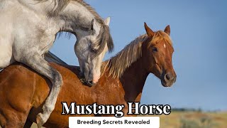 Mustang Horse Breeding Secrets Revealed