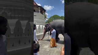 Dalada Maligawa Kandy #youtubeshorts #kandy#shorts #elephant