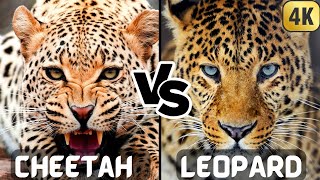 Cheetah vs Leopard | Who Would Win?