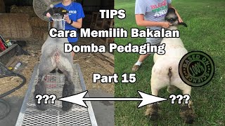 Part 15 Cara Memilih Bakalan Domba Pedaging || Biar Makin Untung ‼️