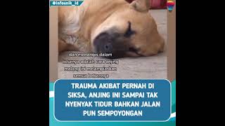 Anjing Trauma Akibat di Siksa