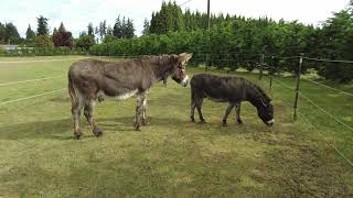 Introducing New Donkeys