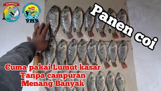 🔴Mancing Nila Pakai Umpan Andalan Pasti Panen