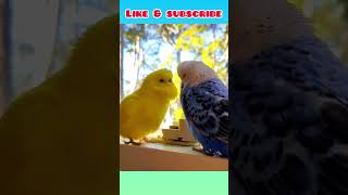 Cute 🥰 budgie story time! #birds #animal #viral #cute #keepitupk