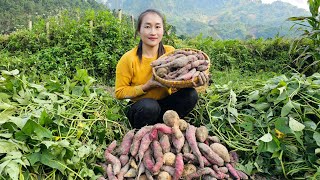 Harvesting sweet potato garden goes to market sell - How to grow sweet potatoes | Ly Thi Tam