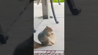 #youtube #youtubeshorts #cuteanimals #animals #cute #squirrel #food #nature #eating #beautiful