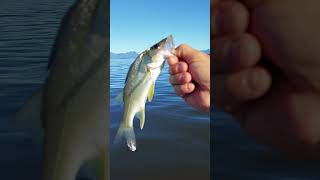 ROBALO NADANDO BONITO PRA VIDA, DIA ÓTIMO EM GUARATUBA PR.