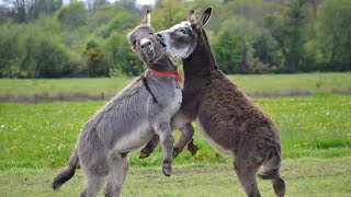 donkey playing after summer | donkey video| animal videos for kids |  animal playing |