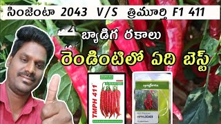 సింజెంటా 2043 బ్యాడిగ రకాలు త్రిమూర్తి F1 411 //syngenta 2043 segment thrimuthi 411 redchilli