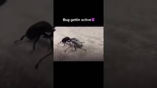 Two Beetles kicking Each Other's Butt. Guess Who Won The Fight? #shorts #tiktok #beetle #bugs