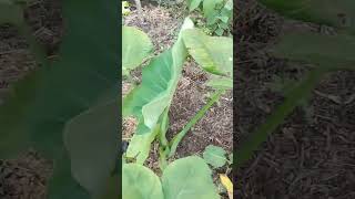 Backyard garden progress updates 02 08 23