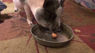 Mini-pig eating an egg