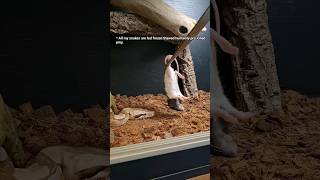 Blink and you'll miss it! red tail boa feeding. #animals #pets #shortsvideo #youtubeshorts #shorts