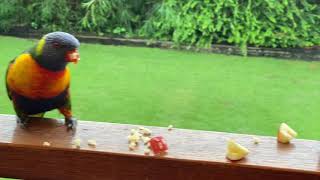 Rainbow lorikeets enjoying some apple