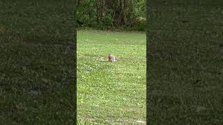 #shorts #squirell #nature #camping #hoosiernationalforest