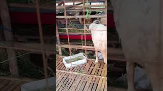 kambing #hewanlucu #hewan #hewanqurban #hewanpeliharaan