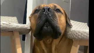 Trying to Exercise with my Boerboel #funny #boerboel #trending