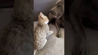 Cat vs Dog Fight | Unbelievable Tiktok #shorts