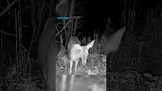 【Camojojo】Deer's Alertness: An Encounter with the Camera Lens and Wildlife.