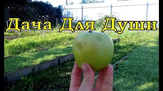 Почему ЯБЛОНИ плодоносят через год??!!🍎🍎🍎