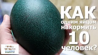 Страусы в Башкирии. Как сильно отличается вкус омлета из страуса от куриного?