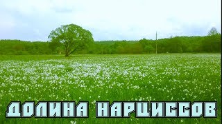 Долина нарциссов. Хуст. Закарпатье