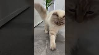 She fights the cat snack 🤣 funny cat pt. 1 [CatMia]