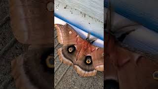 Giant Moth