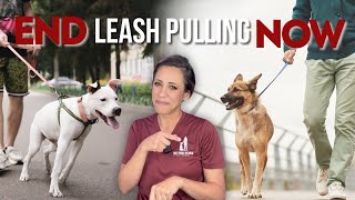 Can You Leash Train a Dog With a Harness?