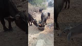 Animal Group Eating #shortvideo #animals #buffalo #cow