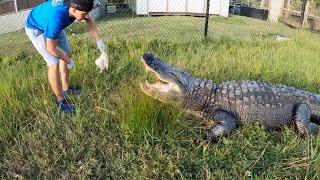 Crocodile Kyle Feeding a GIANT Alligator!!