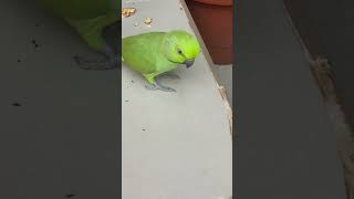 Cute African Ringneck #parrot #cockatiel #petbird #cockatoos #ringneckparrotlovebirds #talkingparrot