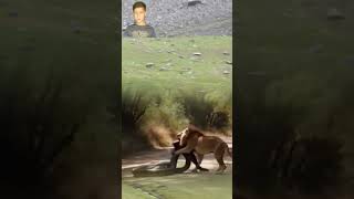 Wild Python In Forest With Huge Lion