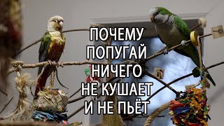 ПОЧЕМУ ПОПУГАЙ НИЧЕГО НЕ ЕСТ И НЕ ПЬЕТ