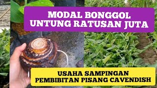 Pembibitan Pisang Cavendish Cuma Modal Bonggol Bisa Untung Ratusan Juta Rupiah