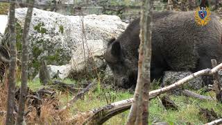 Wie geht es mit der Jagd im Landkreis Groß-Gerau weiter? Landrat Thomas Will im Gespräch mit dem LJV