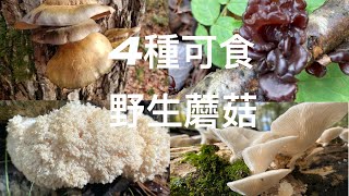 4 Wild Edible Mushrooms/4種可食用的野生蘑菇/北美的深秋有哪些蘑菇可以採摘？北美居然也可以採到它。