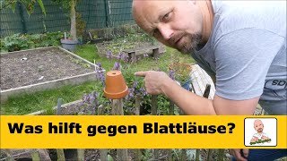 Blattläuse im Garten bekämpfen: natürlichen Methoden und Tipps vom Gartenpapa