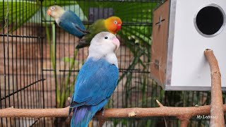 Blue Lovebird's Playtime with 3 Lovebirds in the Cage